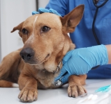 Miocardite nel cane: cos’è e quali sono i sintomi